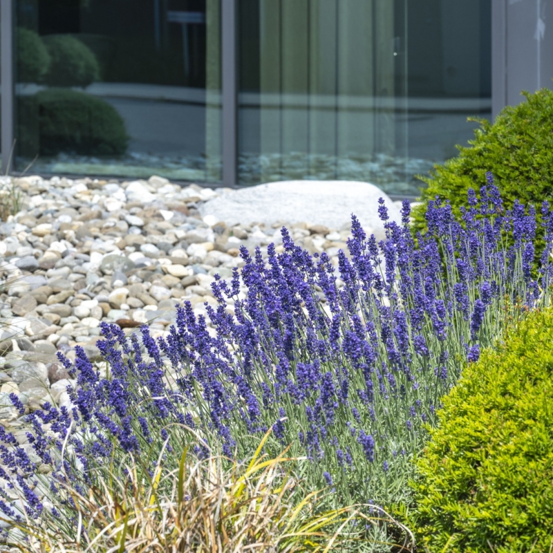 referenz-brooks-1 referenz-brooks-1